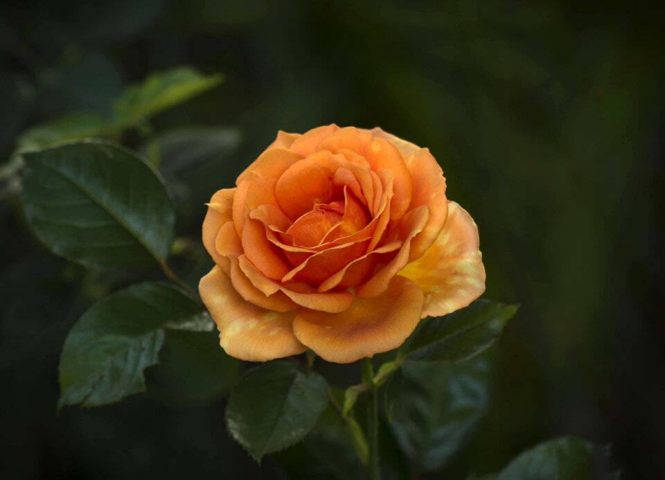 Bronze bloom decoration