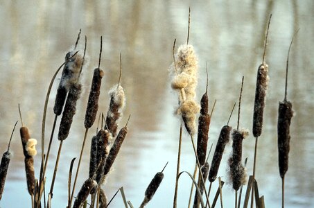 Pipe cleaner piston lake