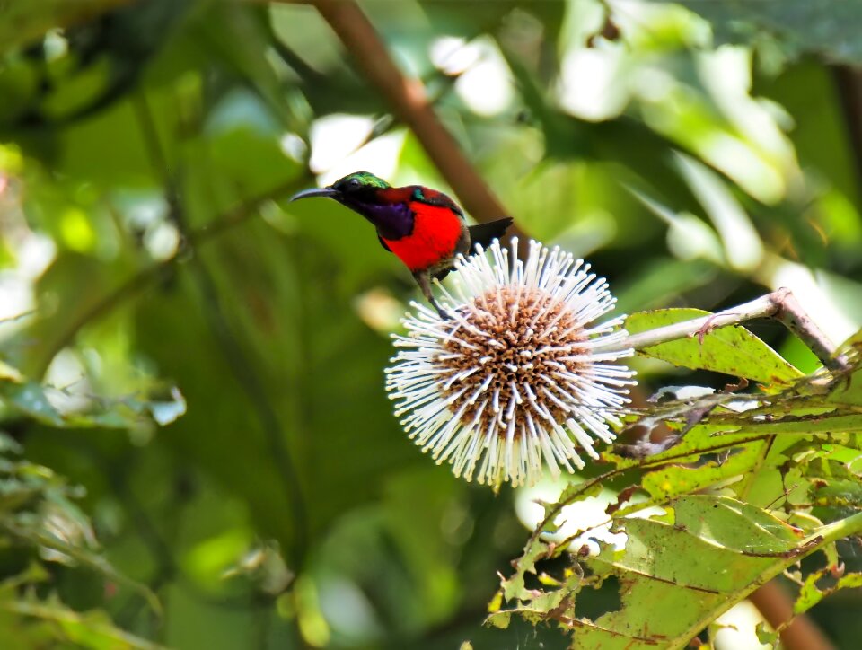 Bird wildlife branch
