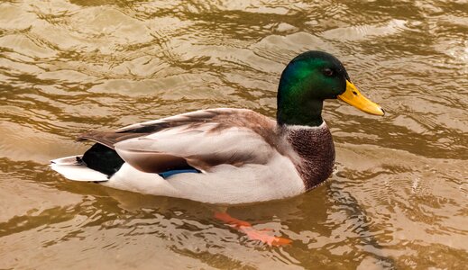 Birds wild birds wild ducks