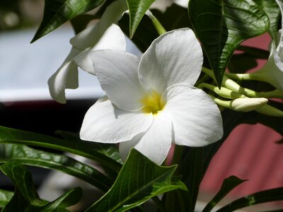Amaryllis flora island photo