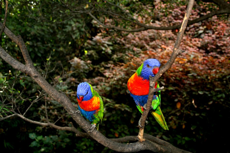 Color plumage bill