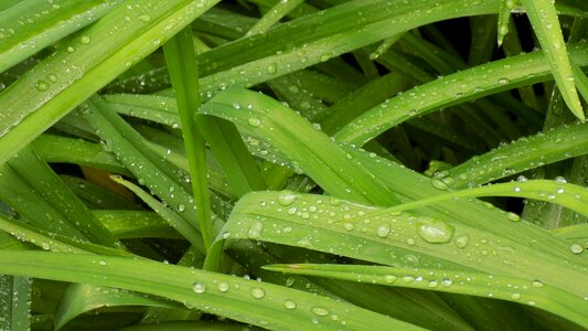 Garden freshness drops