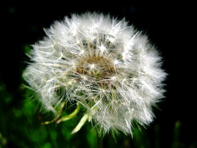 Dandelion seeds Free photos