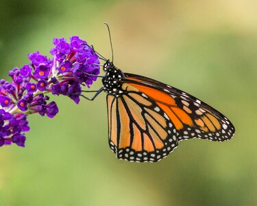 Flower wing summer