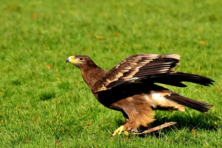 Animal flying noble