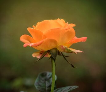 Floral romantic anniversary