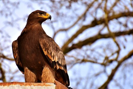 Animal flying noble