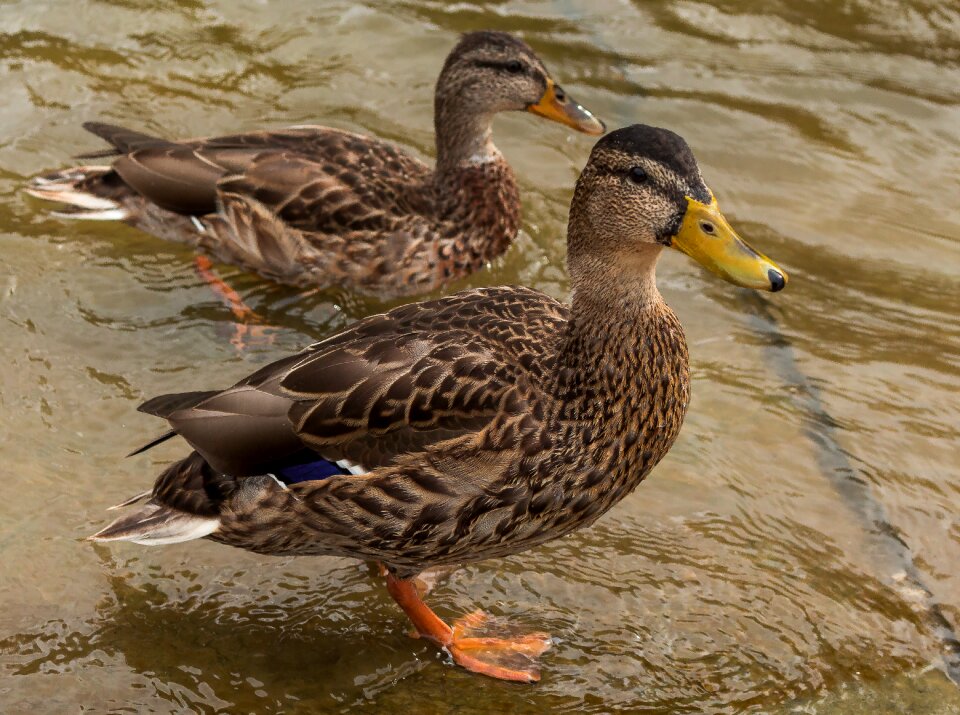 Wild ducks wild birds water bird