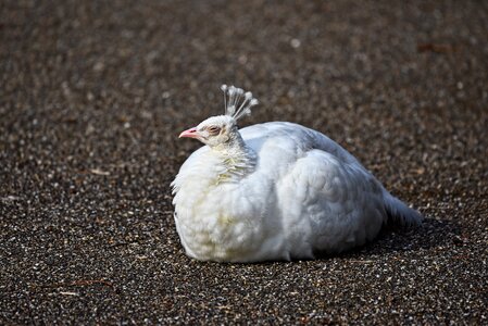 Bird animal phasianidae