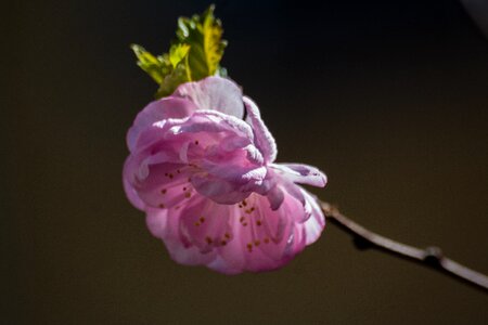 Macro spring pink