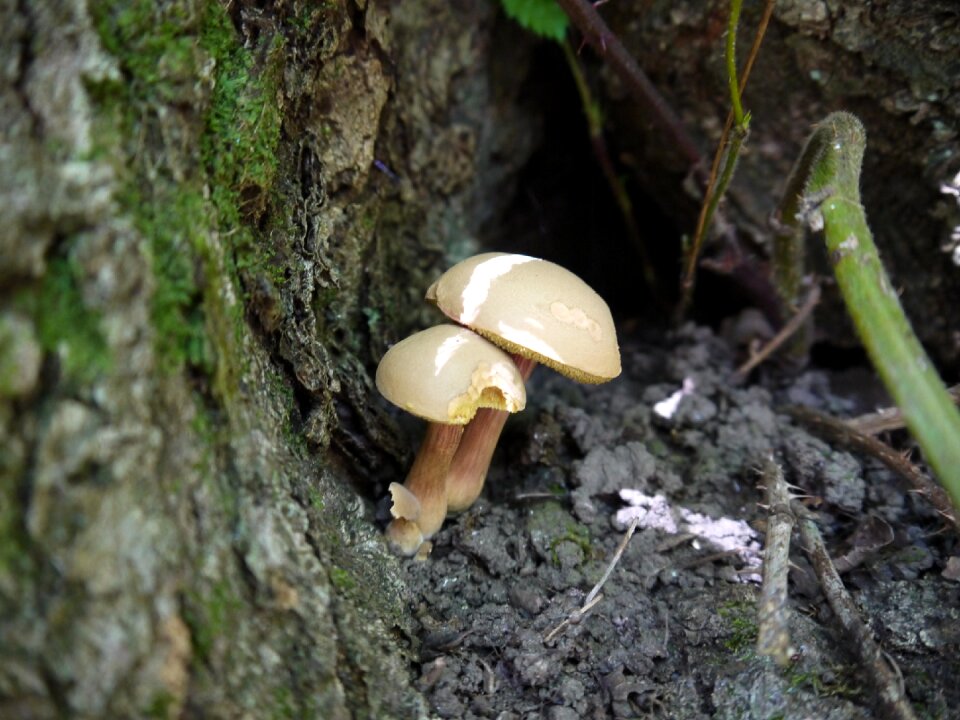 Fungus mushroom nature