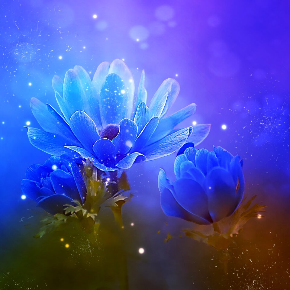 Blue anemone flower blue flower