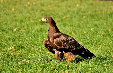 Animal flying noble photo