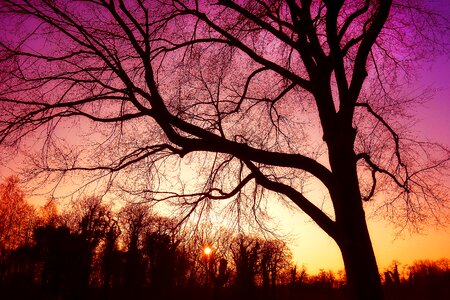 Silhouette nature skies