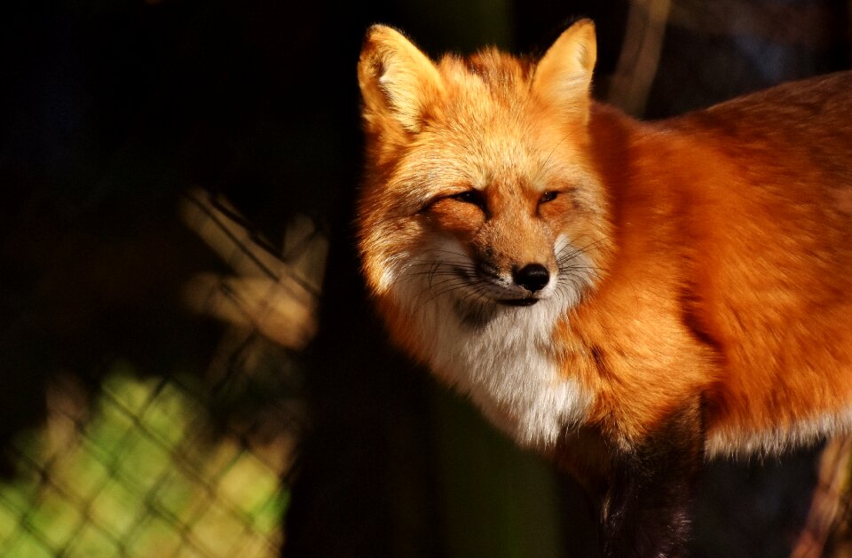Animal portrait nature creature