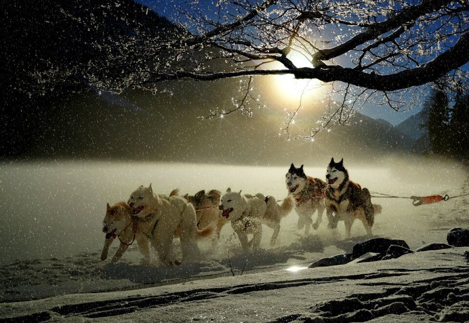 Dog racing winter wintry