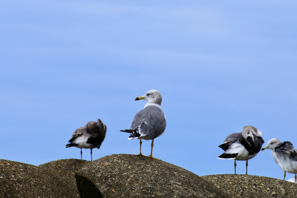 Seabird seagull sea gull