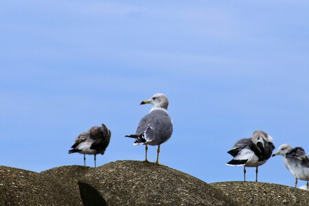 Seabird seagull sea gull photo