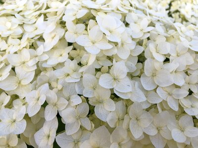 Garden garden flowers flowers