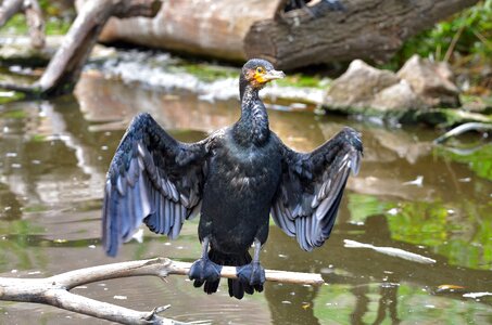 Vienna sit bird