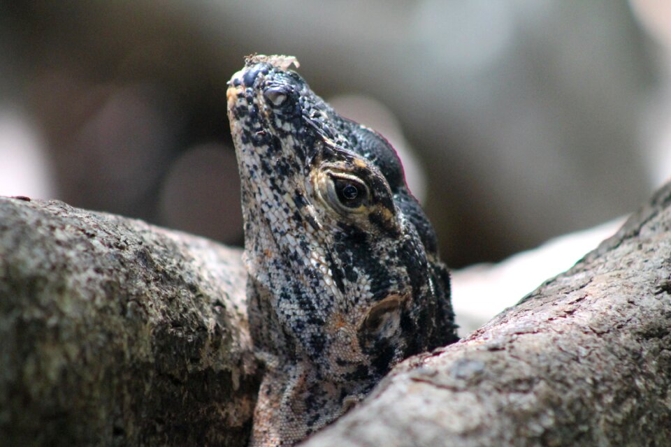 Lizard animal reptile
