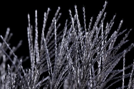 Grass nature close up