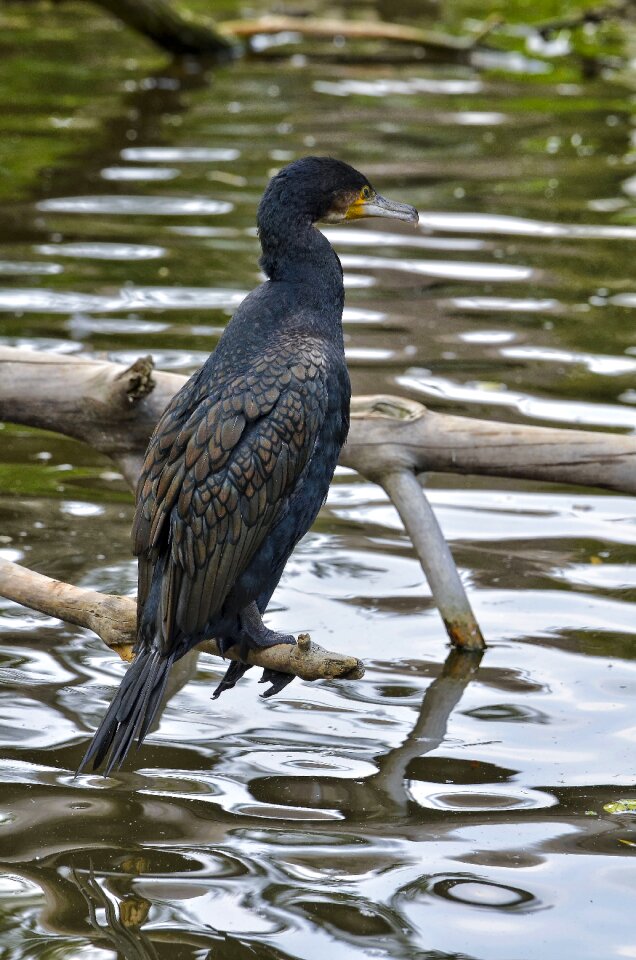 Vienna sit bird