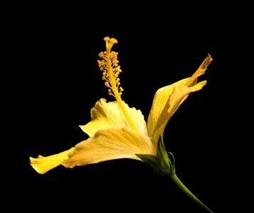 Macro stamen colorful photo