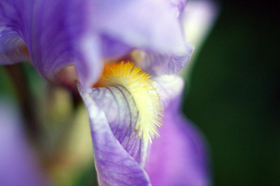 Garden sheet iris