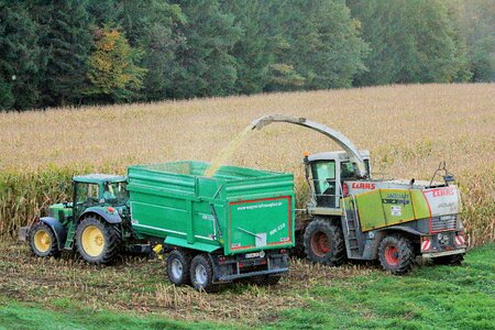 Corn on the cob field agriculture photo