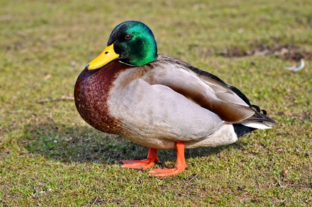Waterbird animal wildlife