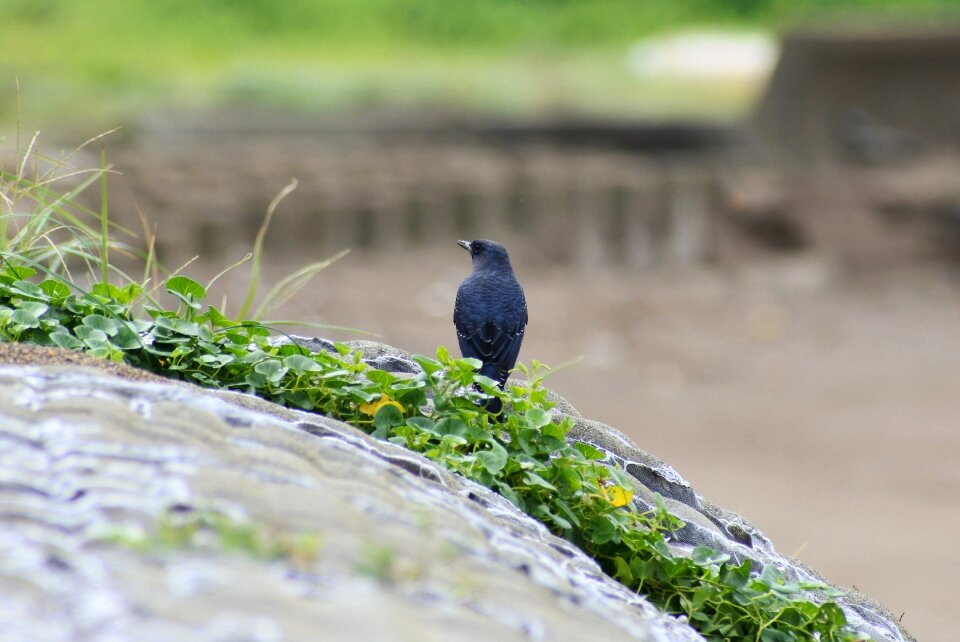Little bird method bulbul blue bird