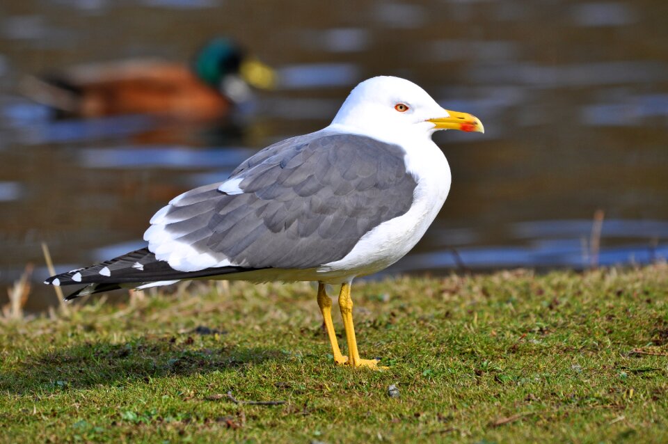 Waterbird animal wildlife