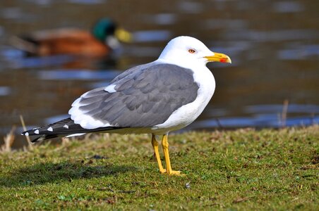 Waterbird animal wildlife photo