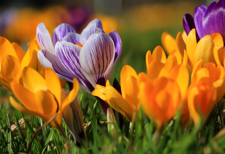 Plant flowers crocus