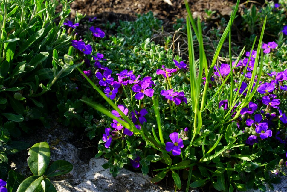 Bloom violet dark purple