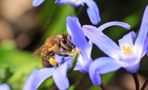 Honey pollen macro photo