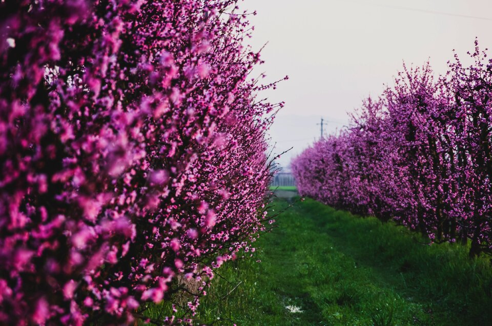 Bloom garden field