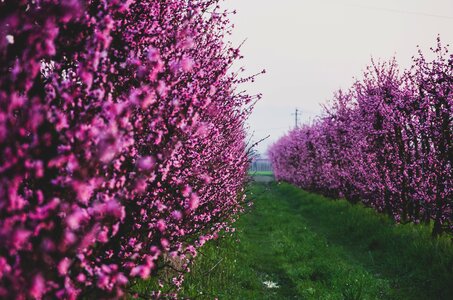 Bloom garden field
