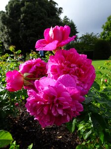 Kew gardens flowers rose