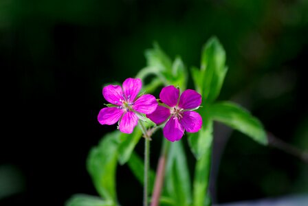 Wildflower this cranesbill leaf