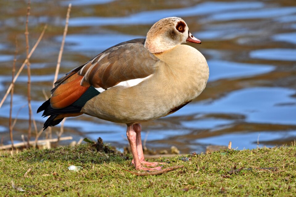 Wildlife alopochen aegyptiaca standing