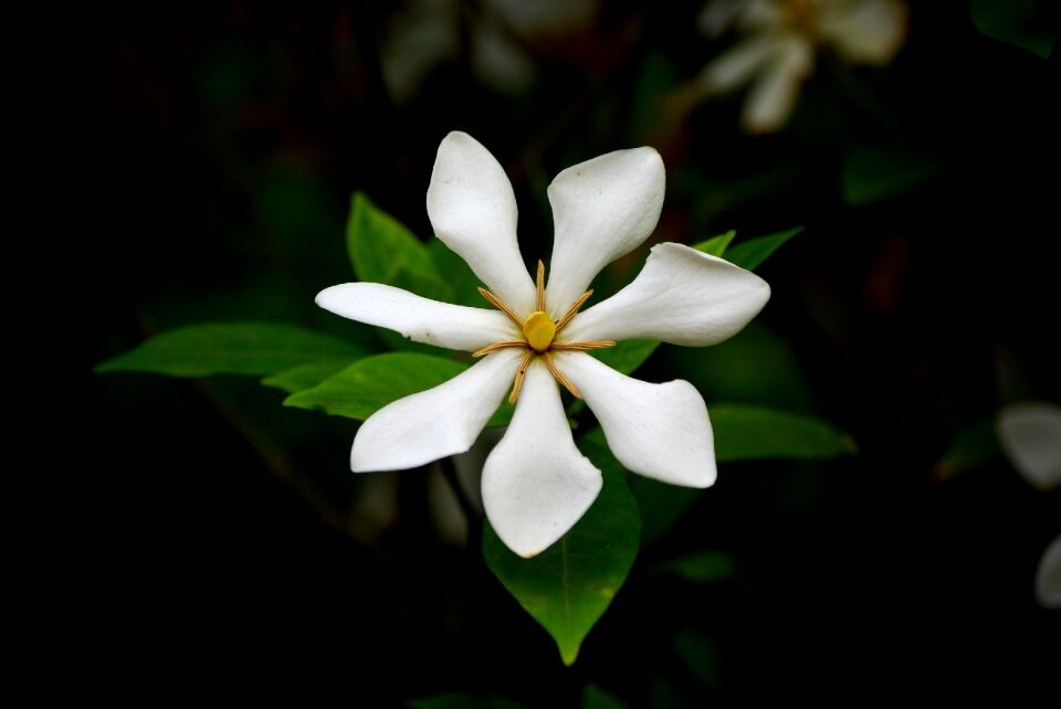 Plants gardenia republic of korea