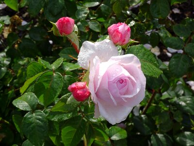Kew gardens flowers rose photo