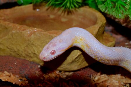 Snow snake red eyes terrarium