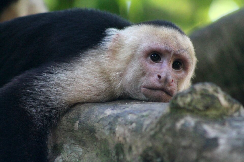 Mammal primate animal
