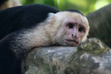 Mammal primate animal