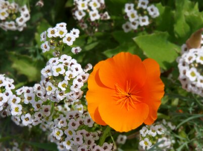 Summer floral blooming