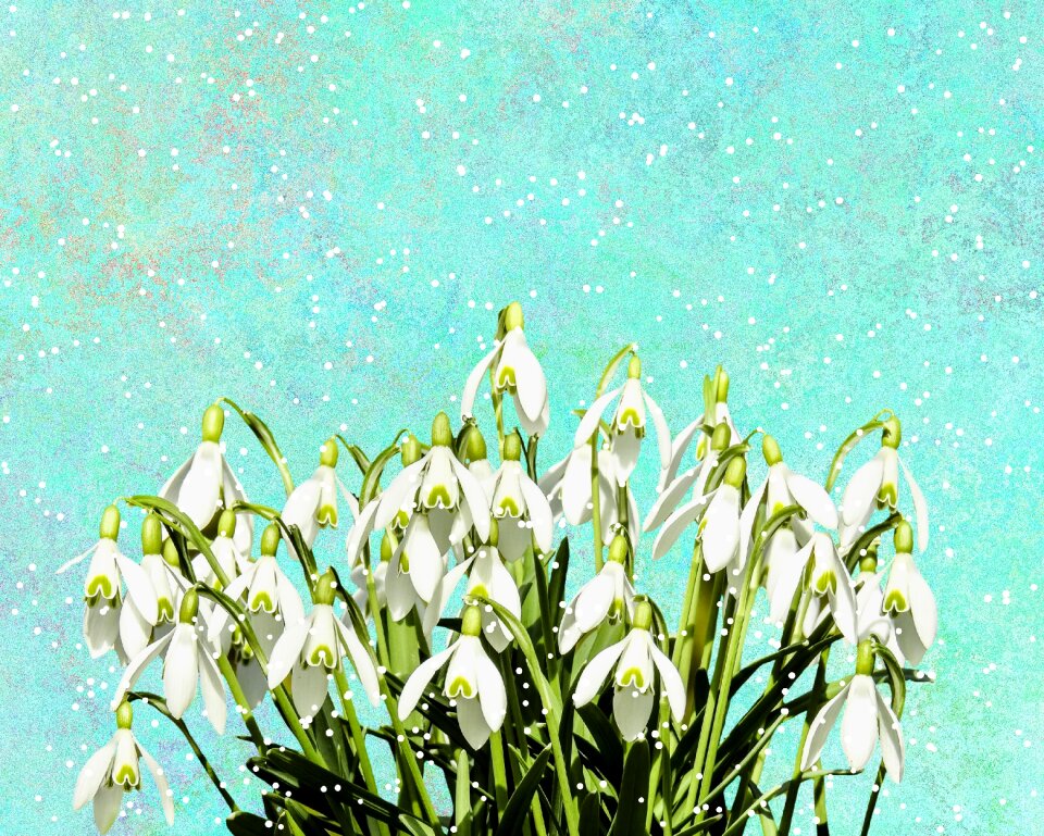 Nature early bloomer frost